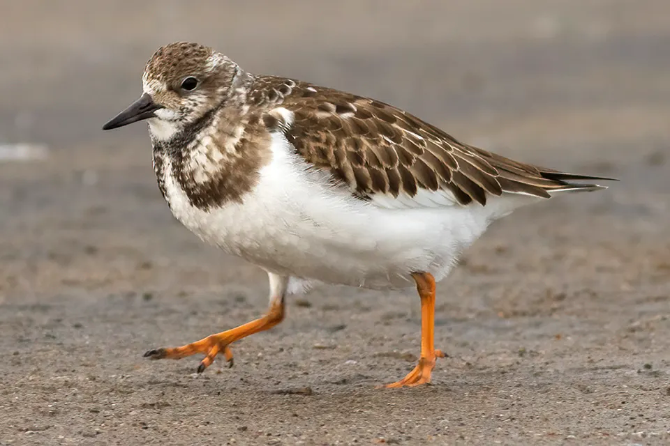 Animaux du Québec | Tournepierre à collier